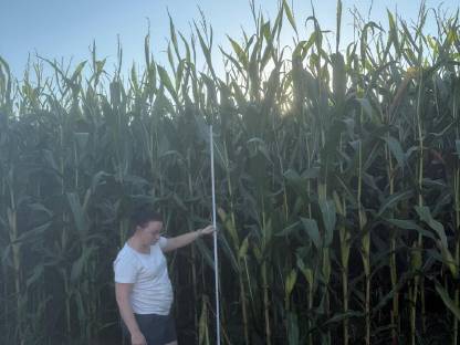 Bild 2:Mais ab Feld