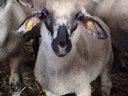 Bild 3:Merino-Suffolk-Lämmer