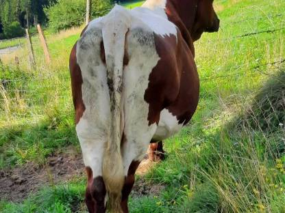 Bild 3:Pinzgauer Kuh