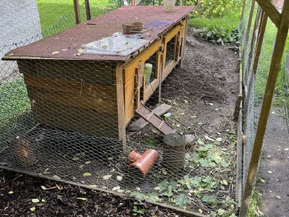 Bild 7:2 Zwergkaninchen zu verschenken