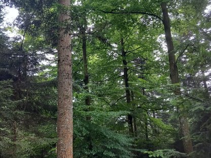 Wald