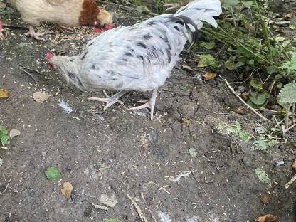 Bild 4:Bresse Gauloise, Bielefelder