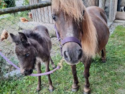 Shetty Pony Hengst