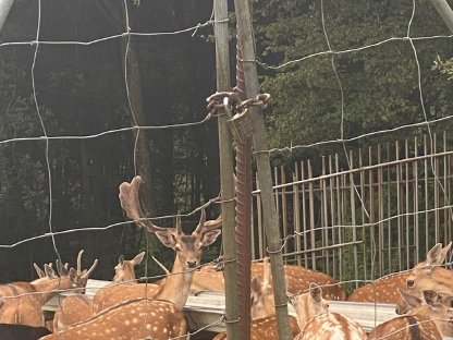 Bild 4:Zuchtwild Damhirsche