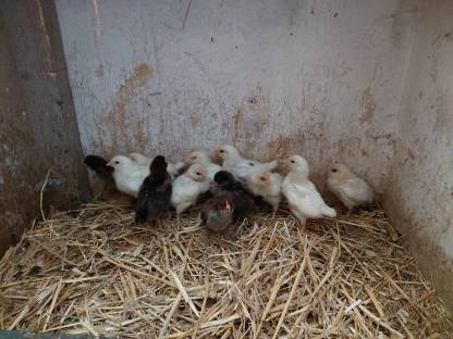 Bild 6:Thüringer Barthuhn Küken