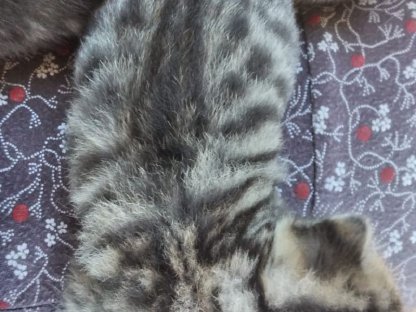 Bild 6:Katzenbabys bald zu vergeben