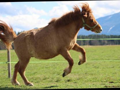 Bild 7:Angerittener Shetty Wallach