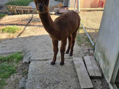 Bild 2:Alpaka Junghengst Lucky