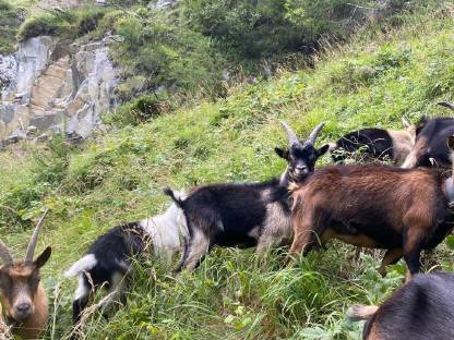 Bild 3:Passeier Bockkitze