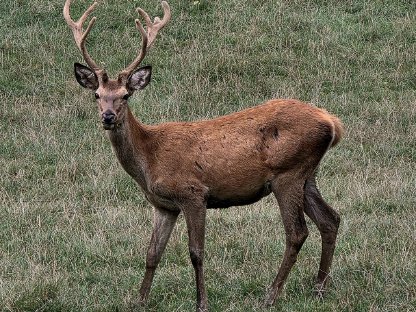 Bild 2:Prachtvoller Rotwildhirsch für Zucht im 1. Kopf