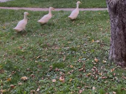 Enten