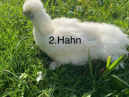 Bild 5:Seidenhühner