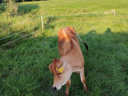 Bild 2:Jersey Kalbin