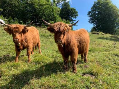 Bild 3:Hochlandrinder Kalbinnen BIO