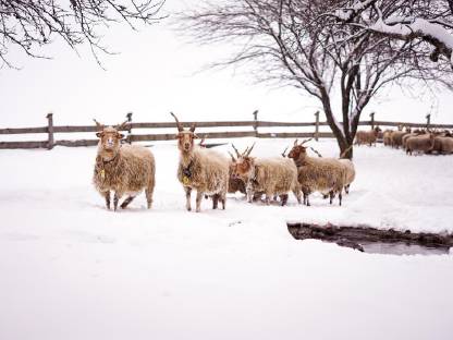 Bild 2:Zackelschafe Bio weiß