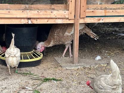 Bild 2:Puten männlich