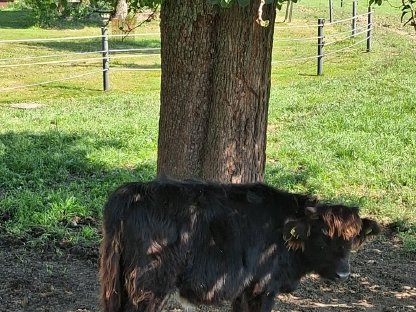 Bild 4:Hochlandrind-Kälber zu verkaufen