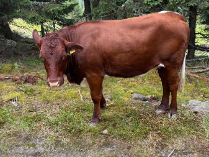 Bild 4:Trächtige Pinzgauerkalbin