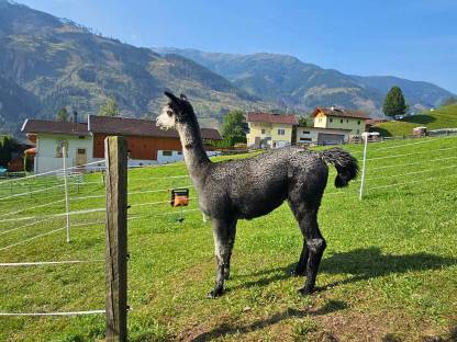 Bild 3:Alpakahengst T Jerry