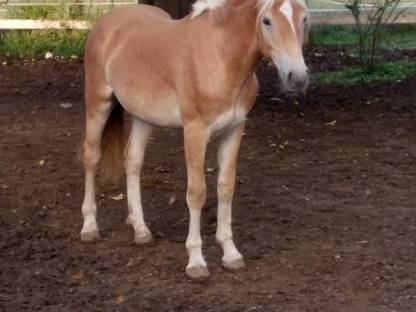 Haflinger Hengst 2-jährig