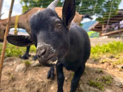 Bild 2:Zwergziegen Böcke