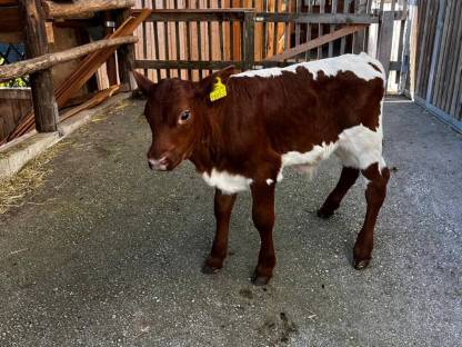 Hornloses Stierkalb OPI Bio