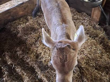 Bio Grauviehstierkalb