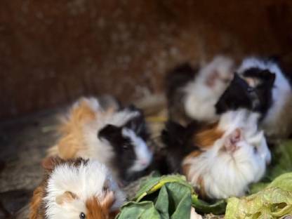 Bild 5:Hasen & Meerschweinchen