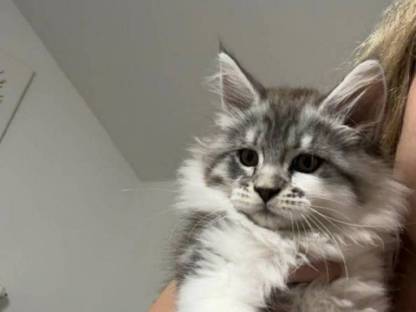 Maine Coon