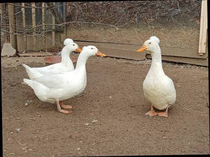 Bild 7:Laufenten, Moschusenten, Landenten, Orpington Enten