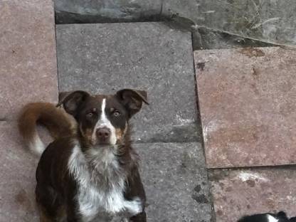 Border Collie Hündin