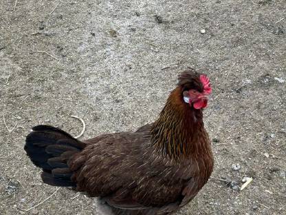 Bild 6:Altsteirer Hühner