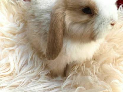 Bild 2:Mini Lop Kaninchen