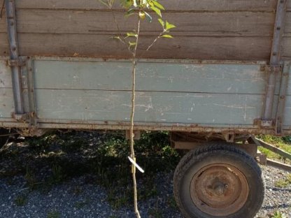 Bild 3:Apfelbaum verschiedene alte Sorten