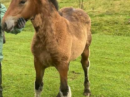 Bild 3:Noriker Hengstfohlen