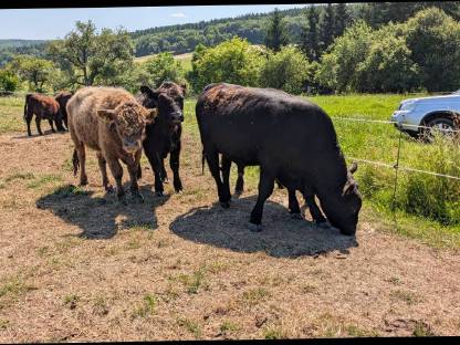 Bild 3:Galloway Kalbinnen und Stiere