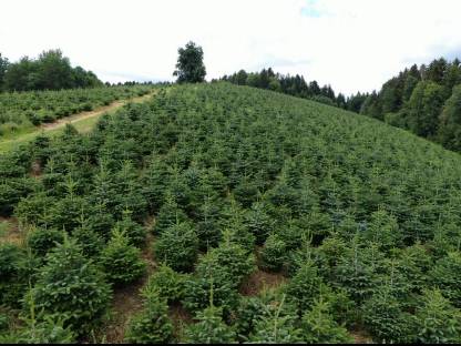 Bild 4:Nordmanntannen/Christbäume