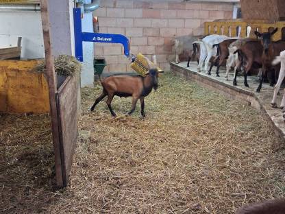 Bild 5:Toggenburger Mix in Milch