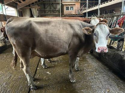 Kreuzungskuh BV FV Bio