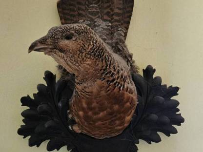 Bild 3:Präparate Auerhahn