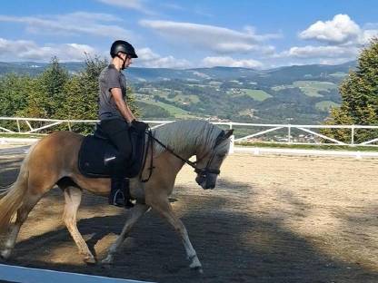 Bild 8:Haflingerstutfohlen Raya