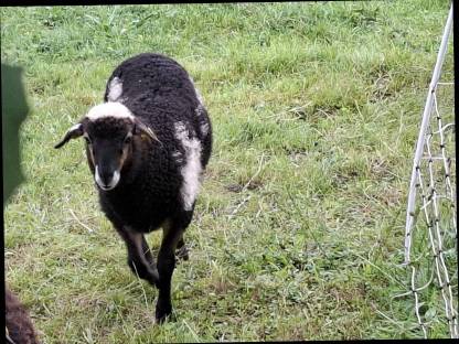 Krainer Steinschaf Lamm weiblich