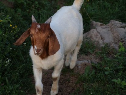 Burenziegenbock