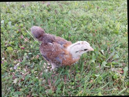 Zwerg Cochin Mix