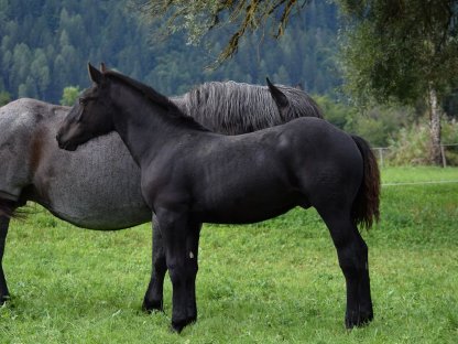 Bild 4:Webersee Nero Noriker Rapp Hengstfohlen zu verkaufen