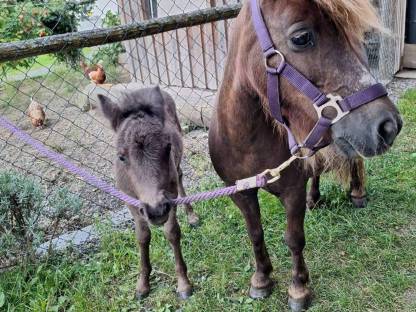 Bild 2:Shetty Pony Hengst Fohlen