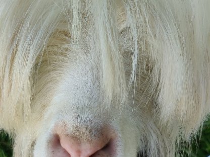 Bild 2:Zwergziegenbock zu verschenken