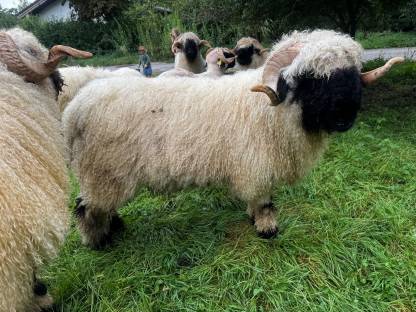 Bild 4:Walliser Schwarznasen Widder G1