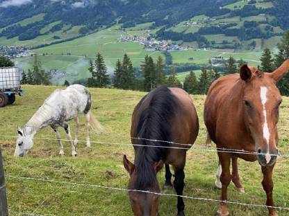 Reitbeteiligung, Pflegebeteiligung, Ponyreiten