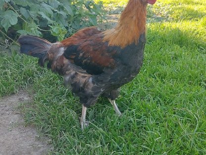 Bild 2:Sulmtalerhahn und Zwerghahn abzugeben